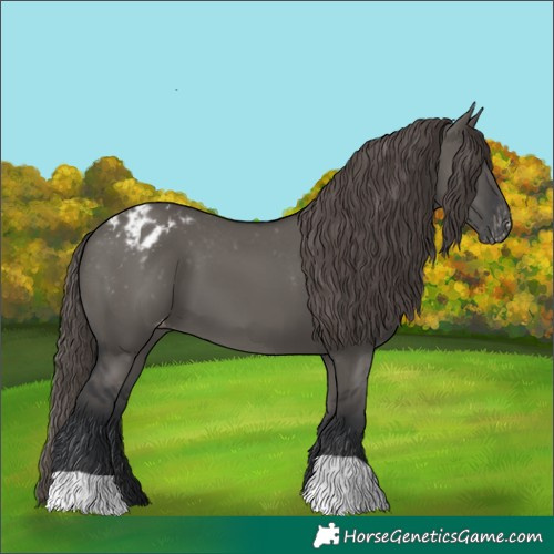 Horse Color:Grullo Appaloosa