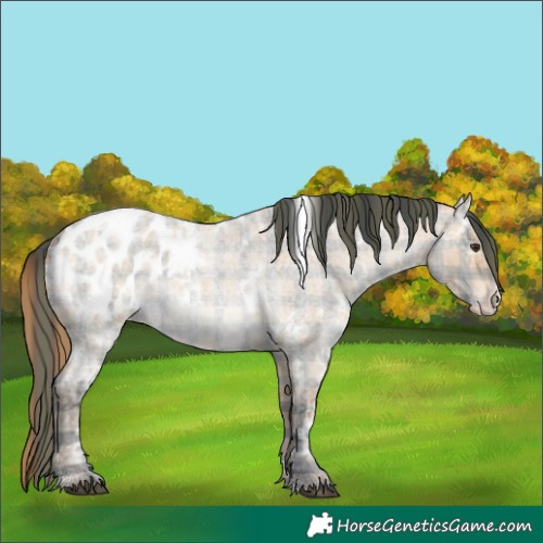 Horse Color:Plaid White Spotted Bay Ice Roan Dun Appaloosa