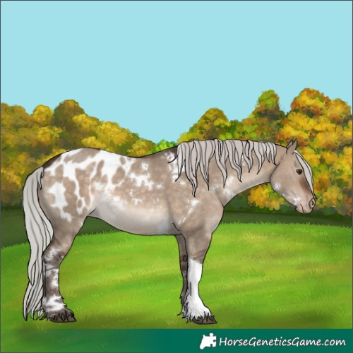 Horse Color:White Spotted Silver Brown Dun Tobiano Appaloosa 