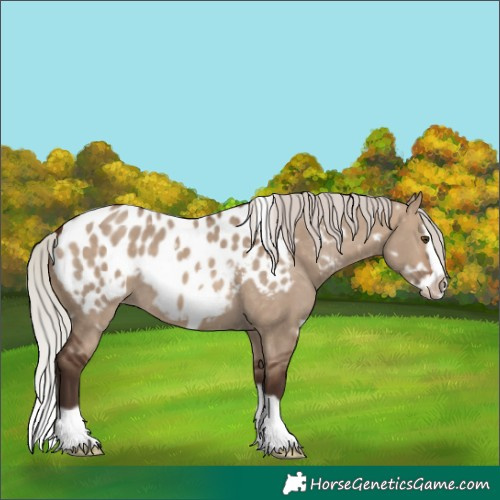 Horse Color:White Spotted Silver Brown Dun Splash Frame Appaloosa 