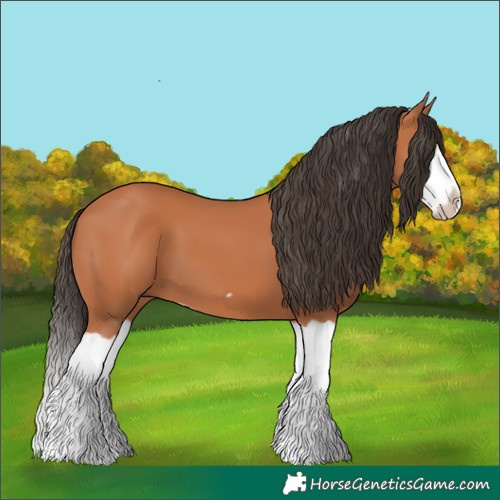 Horse Color:Bay Splash Frame 