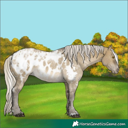Horse Color:White Spotted Silver Buckskin Ice Dun Appaloosa 