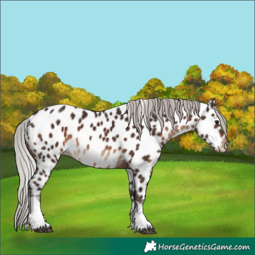Horse Color:Silver Brown Tobiano Near Leopard