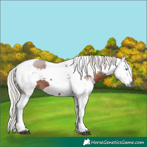 Horse Color:Silver Brown Harlequin Merle 