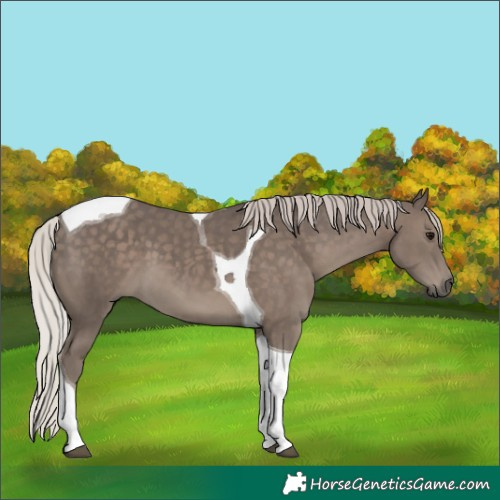 Horse Color:Silver Black Tobiano 