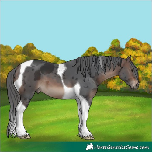 Horse Color:Brown Merle Tobiano