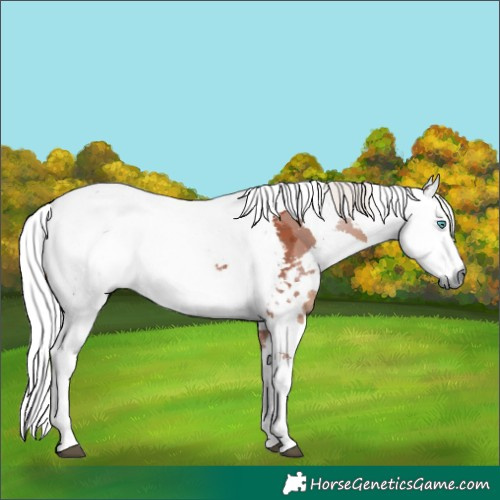 Horse Color:Silver Brown Harlequin Merle Tobiano Rabicano