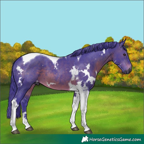 Horse Color:Gray Watercolor White Spotted Brown Tobiano