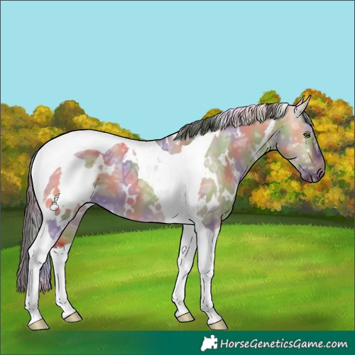 Horse Color:Nacre White Spotted Bay Ice Dun Tobiano