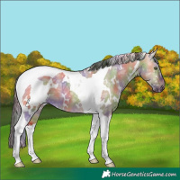 Horse Color:Nacre White Spotted Bay Ice Dun Tobiano