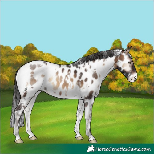 Horse Color:White Spotted Brown Onyx Near Leopard 