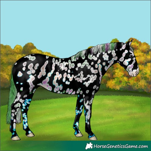 Horse Color:Watercolor White Spotted Brown Onyx Appaloosa 
