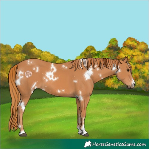 Horse Color:White Spotted Chestnut 