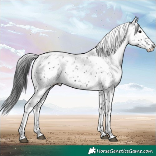 Horse Color:Black Sabino