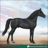 Horse Color:Black Sabino
