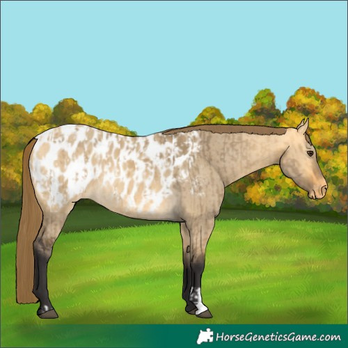 Horse Color:Buckskin Dun Appaloosa and Buckskin Dun Appaloosa