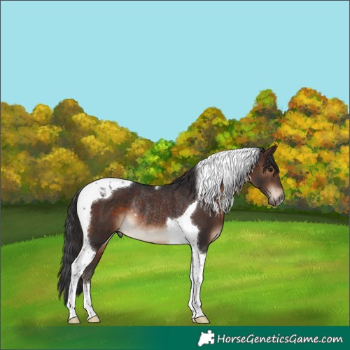 Horse Color:Brown Tobiano Rabicano 