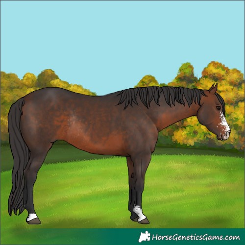 Horse Color:Bay Sabino Rabicano