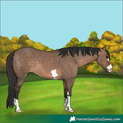 Horse Color:Brown Dun