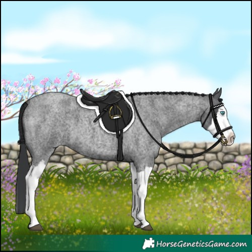 Horse Color:Blue Roan Splash