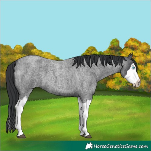 Horse Color:Blue Roan Splash