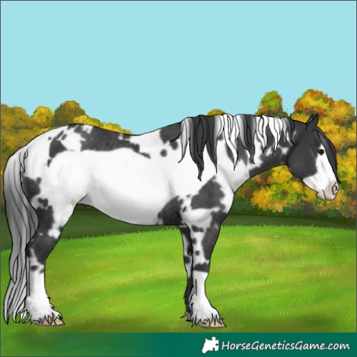 Horse Color:White Spotted Black Frame Rabicano 