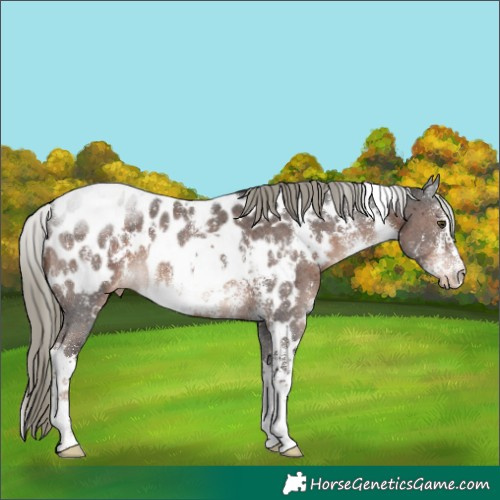 Horse Color:White Spotted Liver Chestnut Mushroom Sabino Appaloosa