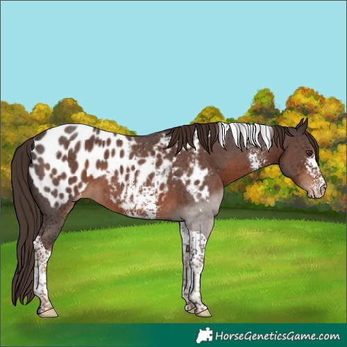 Horse Color:Liver Chestnut Sabino Tobiano Appaloosa
