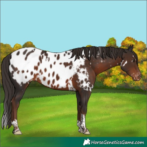 Horse Color:White Spotted Liver Chestnut Tobiano Near Leopard 