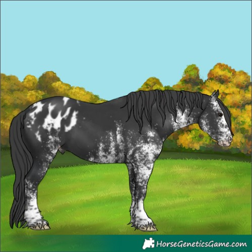 Horse Color:White Spotted Black Mushroom Appaloosa 