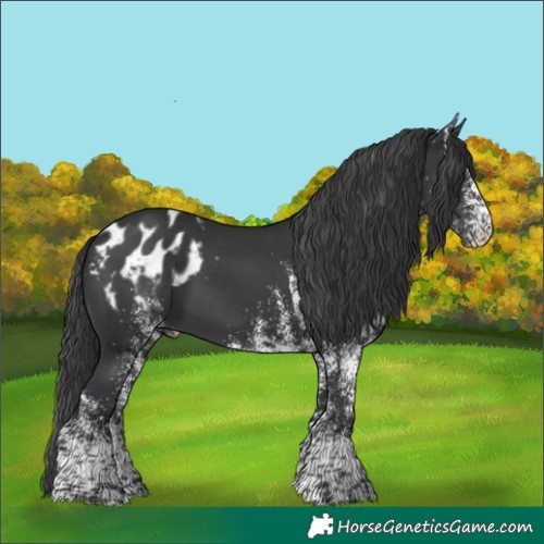Horse Color:White Spotted Black Mushroom Appaloosa