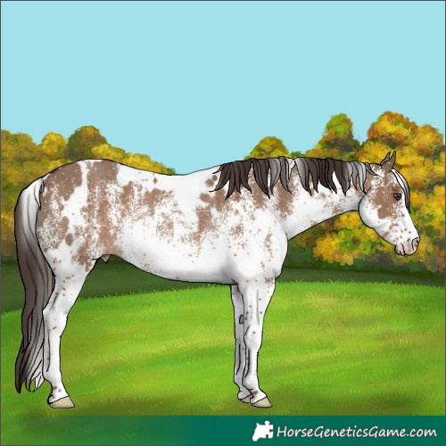 Horse Color:White Spotted Liver Red Dun Rabicano