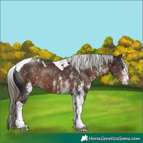 Horse Color:White Spotted Liver Chestnut Mushroom Tobiano Appaloosa Rabicano
