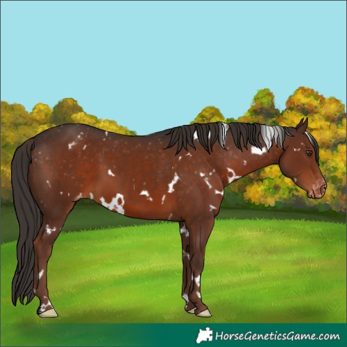 Horse Color:White Spotted Liver Chestnut Appaloosa 