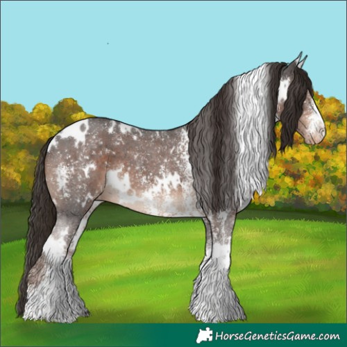 Horse Color:White Spotted Liver Chestnut Sabino Appaloosa 