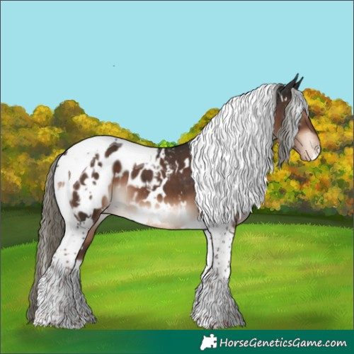 Horse Color:White Spotted Liver Chestnut Mushroom Tobiano Appaloosa 