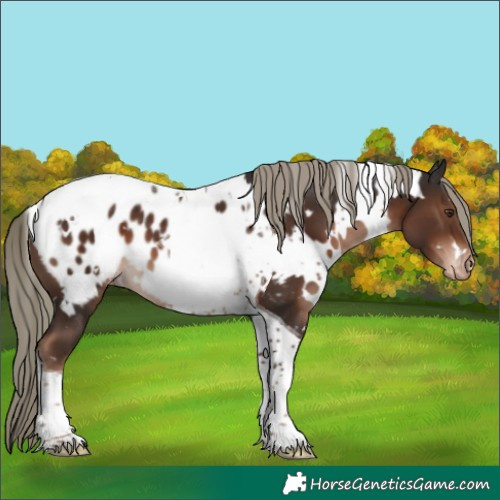 Horse Color:White Spotted Liver Chestnut Mushroom Tobiano Appaloosa 