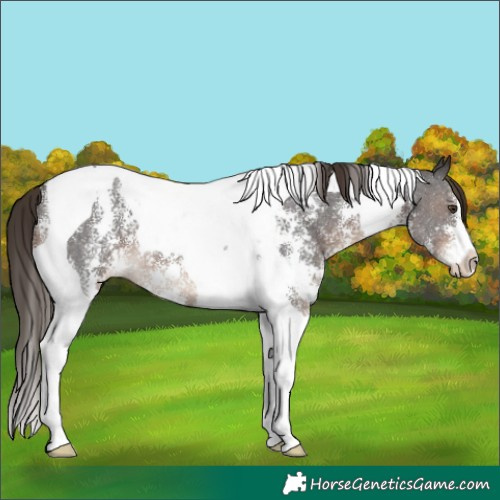 Horse Color:Liver Chestnut Sabino Tobiano