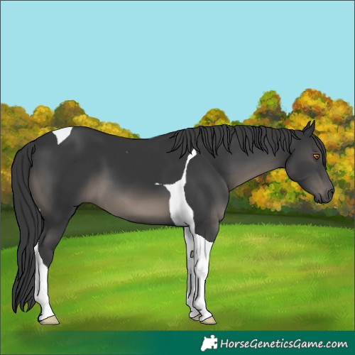 Horse Color:Black Tobiano