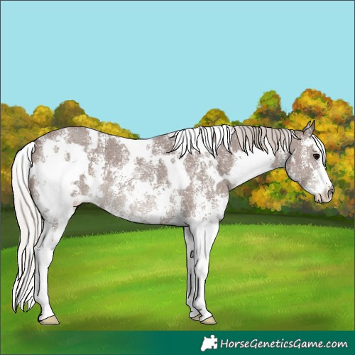 Horse Color:White Spotted Silver Black Sabino 