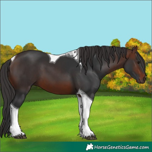 Horse Color:Brown Tobiano 