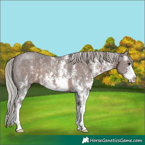 Horse Color:Silver Black Sabino 