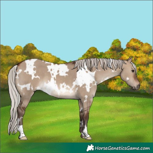 Horse Color:White Spotted Silver Brown Dun 