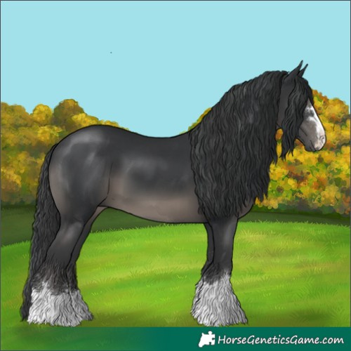 Horse Color:Black 