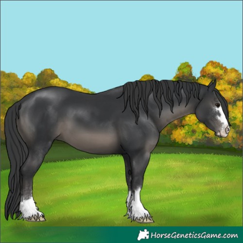 Horse Color:Black 