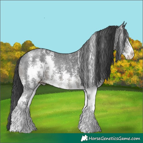 Horse Color:Black Sabino 