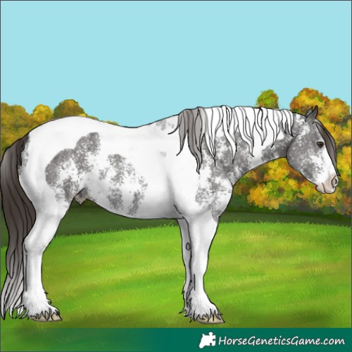 Horse Color:Liver Chestnut Sabino Tobiano 