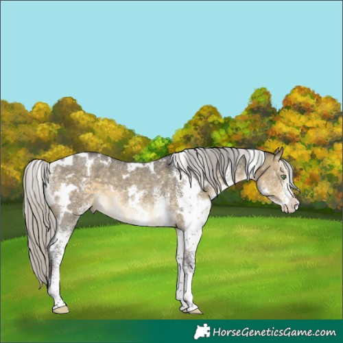Horse Color:White Spotted Silver Buckskin Dun Rabicano