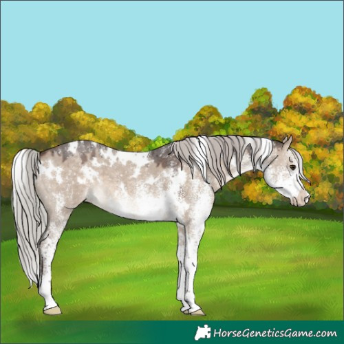 Horse Color:White Spotted Silver Brown Dun 