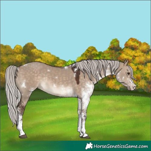 Horse Color:White Spotted Silver Brown Dun Rabicano 